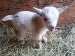 Dwarf Pygmy Goats As Pets Nigerian Dwarf And Pygmy Goat Kids Male And Females Baby Goats Pygmy Goats Baby Goats