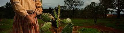 Tolimán bir kasaba ve belediye, içinde jalisco orta batıda meksika. Toliman Jalisco Guia Turistica Mexico