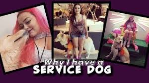 Bringing their owner a phone during an anxiety attack, to call a trusted friend or therapist. Psychiatric Service Dog Anxiety Panic Attacks Youtube