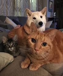 Bildresultat för cat and dog