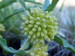 Image result for Asclepias graminifolia