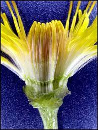 Removing The Bracts Shows The Parts Of A Single Dandelion Flower At The Base Is The Growing Seed Above This Is The Stalk Growing Seeds Dandelion Flower Seeds