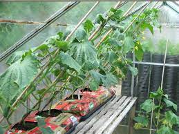 This gives them sufficient place for initial. Cucumber Two Chances Veg Plot Blog Page 2