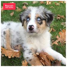 Formidablement doués pour le travail, toujours attachés à l'humain, ils sont. 10 Questions Sur Le Berger Australien Emprunte Mon Toutou