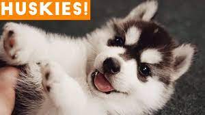 You could really see the dogs' excitement and love of running. The Funniest And Cutest Husky Compilation Of 2018 Funny Pet Videos Youtube