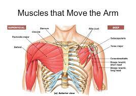 The human shoulder is made up of three bones: Shoulder Muscles Attachment Nerve Supply Action Anatomy Info