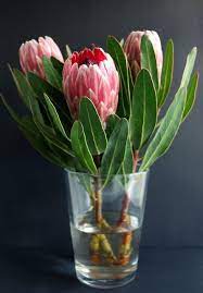 Free Image On Pixabay Protea Vase Flowers Plant Flower Vase Arrangements Protea Flower Planting Flowers