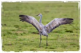 Maybe you would like to learn more about one of these? More Sandhill Cranes