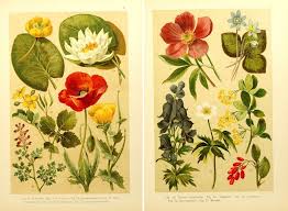 Remodelaholic 25 Free Printable Vintage Floral Images Vintage Flower Prints Vintage Printables Vintage Art Prints