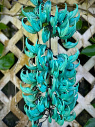 Image result for Strongylodon macrobotrys