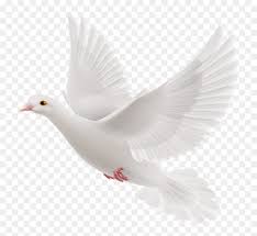 Gods Doves Png Pigeons Png For Picsart Transparent Png Vhv All our images are transparent and. gods doves png pigeons png for