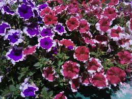 Beautiful Colorful Petunia Flowers Beautiful Flowers Petunias Flowers