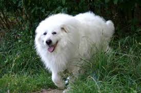 le montagne des pyrenees un chien de protection marie mainville montagne des pyrenees chien pyrenees
