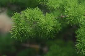 Image result for Asparagus macowanii