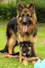 Here is a link to her cute shih tzu puppy and how to groom him. German Shepherd Puppies For Sale German Shepherd Dogs Shepherd Dog German Shepherd