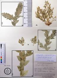 Image result for Selaginella imbricata