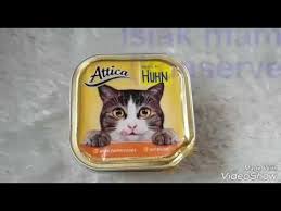 Dogum Sonrasi Anne Kedi Beslenmesi Ve Bakimi Nach Der Geburt Die Katzenpflege Und Ernahru Youtube