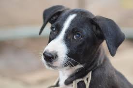 Kumpulan gambar tentang gambar rumah hitam putih, klik untuk melihat koleksi gambar lain di kibrispdr.org. Anjing Hitam Dan Putih Membelai Cinta Imut Anak Anjing Hewan Pikist