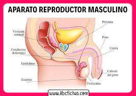 We did not find results for: Anatomia Del Aparato Reproductor Masculino