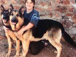 Alsatian Puppies Ads January Clasf