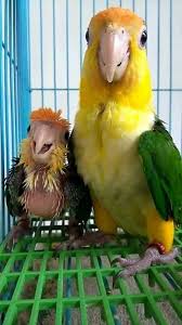 Account Suspended Funny Parrots Funny Bird Pictures Parrot