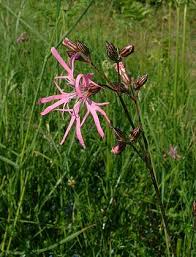 Image result for Silene kiwuensis