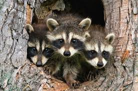 Check spelling or type a new query. 10 Raccoon Symbolism Facts Meaning A Totem Spirit Power Animal Hep6