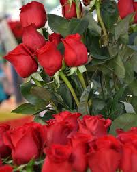 500 begenme 5 yorum instagram da satoruu satoru 6664 red roses flower 赤い花 バラ 赤いバラ バラバラ 花 花のある暮らし はなまっぷ はな bilder