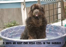8 Easy Ways To Keep Dogs Cool During The Summer