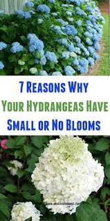 The vines can be quite heavy and require substantial support and may need pruning for this reason. 7 Reasons Your Hydrangeas Aren T Blooming Flowering Shrubs Hydrangea Care Hydrangea Not Blooming Planting Hydrangeas