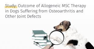 Maybe you would like to learn more about one of these? Stem Cell Therapy For Dog Osteoarthritis Study With Unbelieveable Results