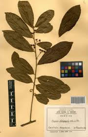 Image result for Hugonia platysepala