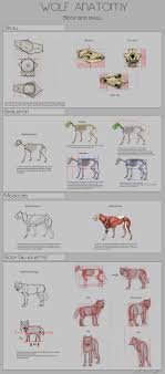 Wolf Anatomy Part 1 By Autlaw On Deviantart Dog Anatomy Drawing Tutorial Animal Drawings
