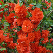 Maybe you would like to learn more about one of these? Double Take Orange Storm Chaenomeles Plants For Sale Flowering Quince Free Shipping