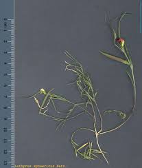 Image result for Lathyrus sphaericus