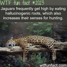 Wtf Facts Funny Interesting Weird Facts Animal Facts Wtf Fun Facts Weird Facts