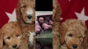 Find your new companion at nextdaypets.com. Cuddle Doodles What We Do Best Youtube