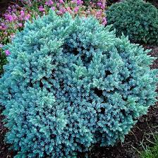 One male shrub can provide pollen for several females. Blue Star Juniper Shrub Blue Star Juniper Juniper Shrub Garden Shrubs
