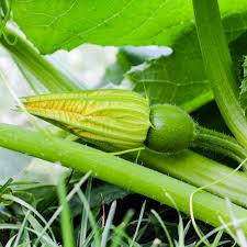 Maybe you would like to learn more about one of these? Hand Pollinating Squash Timberidge Quarter Acre Farm