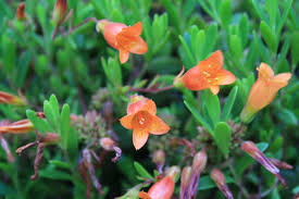 Image result for Kalanchoe manginii