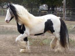 Great on trail, loads and travels well. Gypsy Vanner Horses Sold Gypsy Vanner Horses For Sale Gypsy Horse Breeder Autumn Ridge Ranch In Arkansas