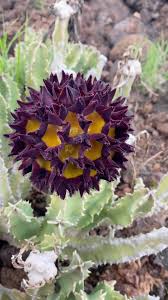Image result for Hydnora abyssinica