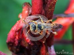 Black And Red Caterpillars On Azaleas A Close Up View Of A Bee Wolf Wasp On A Canna Flower After A Rain Shower Canna Flower Wasp Rain