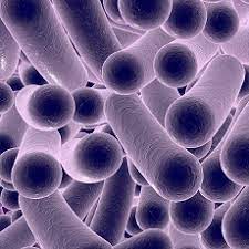 If botulism is suspected seek medical help immediately. C Diff Infections C Difficile Medlineplus