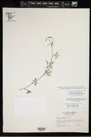 Image result for Ipomoea coscinosperma