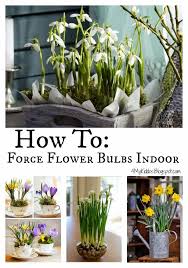 We did not find results for: 4mykiddos How To Force Flower Bulbs Indoor Bulb Flowers Indoor Flowers Garden Bulbs