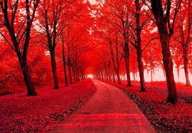 What House would The Hat Give You? | Red tree, Nature, Nature pictures