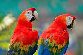 Nacionalistas, justicia social con libertad y democracia. Liberan Cinco Ejemplares De Guacamaya Roja Ave Nacional De Honduras