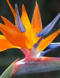 Bird Of Flower Birds Of Paradise Plant Paradise Flowers Birds Of Paradise Flower
