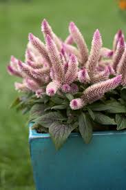Image result for Celosia brevispicata